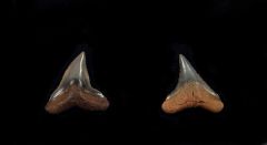 Carcharhinus plumbeus