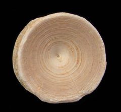 Large Bone Valley Dolphin tooth for sale | Buried Treasure Fossils