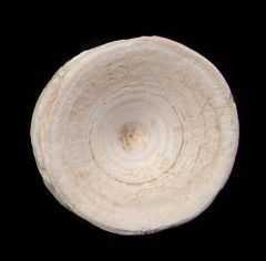 Florida Bone Valley shark vertebra for sale | Buried Treasure Fossils