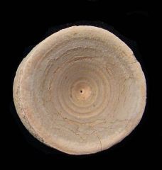 Florida shark vertebra for sale | Buried Treasure Fossils