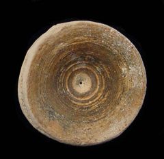 White Bone Valley shark vertebra for sale | Buried Treasure Fossils 