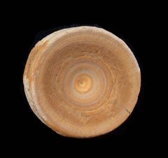 Real Bone Valley shark vertebra for sale | Buried Treasure Fossils