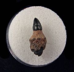 Florida Dolphin tooth for sale | Buried Treasure Fossils