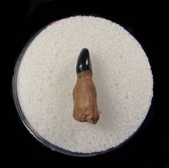 Bone Valley Dolphin tooth for sale | Buried Treasure Fossils