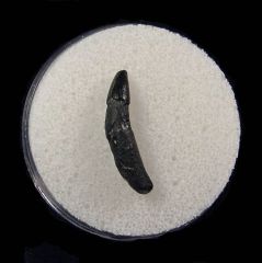 Rare Florida Dolphin tooth for sale | Buried Treasure Fossils