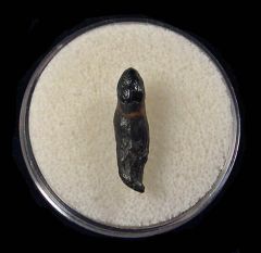 Real Bone Valley Dolphin tooth for sale | Buried Treasure Fossils