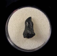 Dolphin tooth