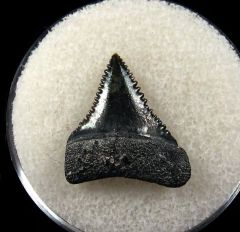 Florida Great White shark tooth for sale | Buried Treasure Fossils