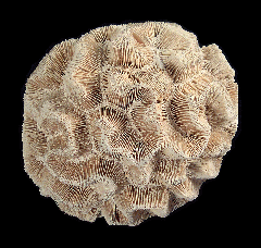 Mancina areolata coral | Buried Treasure Fossils