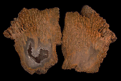 Solenastrea bournoni coral with crystals | Buried Treasure Fossils