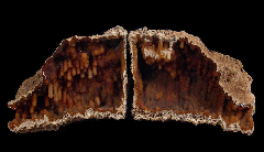 Solenastrea bournoni coral with stalactite formation | Buried Treasure Fossils