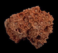 Lithostrolianella sp. coral | Buried Treasure Fossils