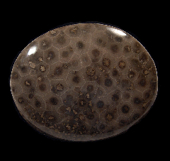 Polished Petoskey Stone Coral | Buried Treasure Fossils