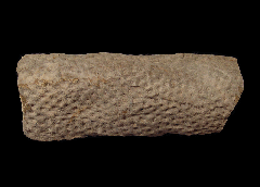 Lepidodendron section | Buried Treasure Fossils