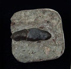 Acrodus gaillardoti