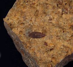 Paleobates angustissimus  (Triassic)
