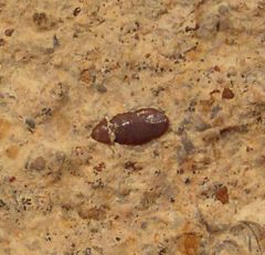 Paleobates angustissimus  (Triassic)