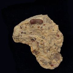 Paleobates angustissimus  (Triassic)