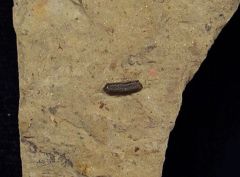 Paleobates angustissimus  (Triassic)