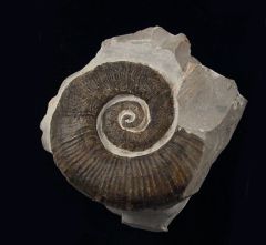 Crioceras loryi