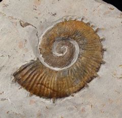 Crioceras loryi