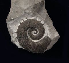 Crioceras loryi