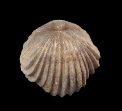 Burmcrhynchia decorata | Buried Treasure Fossils