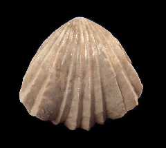 Burmcrhynchia decorata brachiopod | Buried Treasure Fossils
