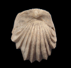 Burmcrhynchia decorata for sale | Buried Treasure Fossils
