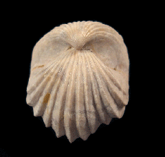 Burmcrhynchia decorate – French brachiopod | Buried Treasure Fossils