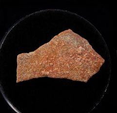 French Cretaceous dinosaur egg shell | Buried Treasure Fossils