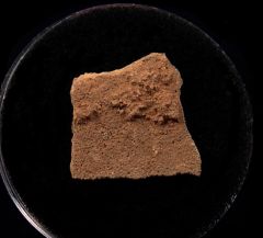 French Cretaceous dinosaur egg shell | Buried Treasure Fossils