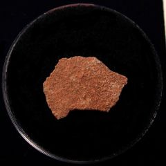 French Cretaceous dinosaur egg shell | Buried Treasure Fossils