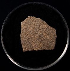 French Cretaceous dinosaur egg shell | Buried Treasure Fossils