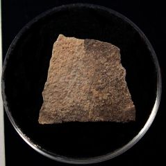 French Cretaceous dinosaur egg shell | Buried Treasure Fossils