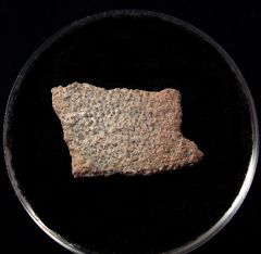 Real French dinosaur egg shell for sale | Buried Treasure Fossils
