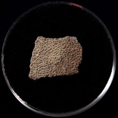 French Cretaceous dinosaur egg shell | Buried Treasure Fossils