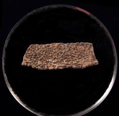 Rare Titanosaur egg shell | Buried Treasure Fossils