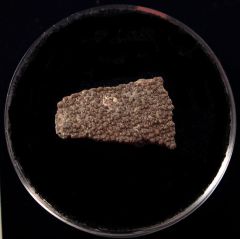 Real Titanosaur egg shell | Buried Treasure Fossils