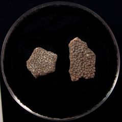 Real French dinosaur egg shell | Buried Treasure Fossils