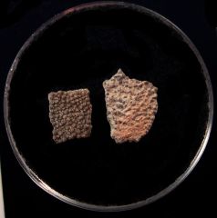 Rare French Titanosaur egg shell | Buried Treasure Fossils