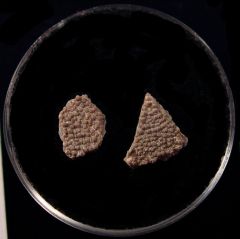 French Cretaceous dinosaur egg shell | Buried Treasure Fossils