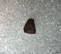 Cretaceous raptor dinosaur egg shell for sale | Buried Treasure Fossils