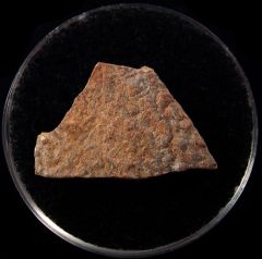 French Gastornis egg shell | Buried Treasure Fossils