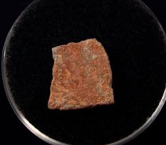 Gastornis egg shell for sale | Buried Treasure Fossils