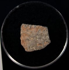 French extinct flightless bird egg shell for sale | Buried Treasure Fossils