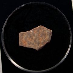 French extinct flightless bird egg shell | Buried Treasure Fossils