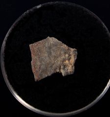 Rare Gastornis egg shell | Buried Treasure Fossils