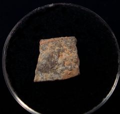 Real Gastornis egg shell | Buried Treasure Fossils