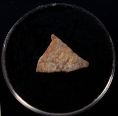 Real French Gastornis egg shell for sale | Buried Treasure Fossils
